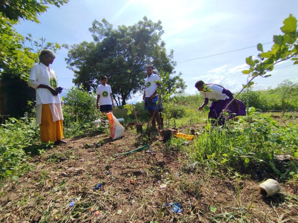 Plantation Of Trees