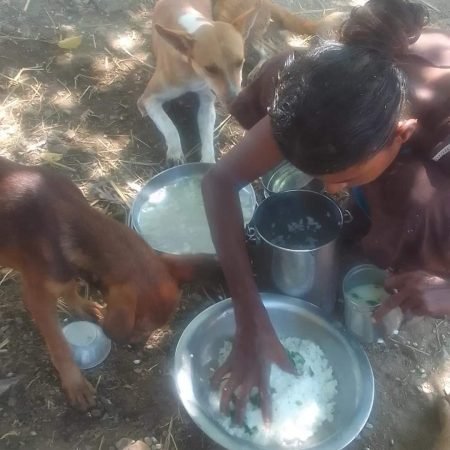 Feeding Strays