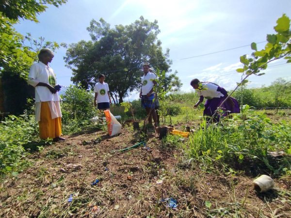 Planting of trees